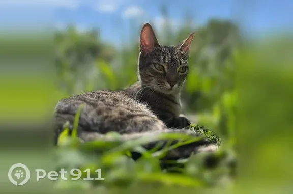 Пропала кошка, Деревня Шестуниха, 1 Мая — Мася, бежево-серый окрас с чёрными полосками - photo