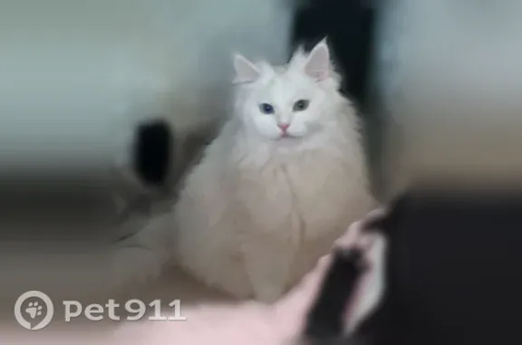 Пропала кошка, Омск, Комсомольский, д. 6А — глухая, белая турецкая ангора - photo