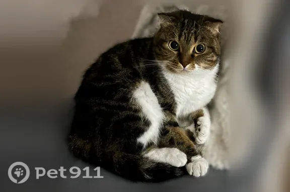 Кошки потеряшки, Сочи, фото: Потеряшка кошка, Сочи, Пластунская, д. 167/17 — белая грудка и лапки, с розовым ошейником