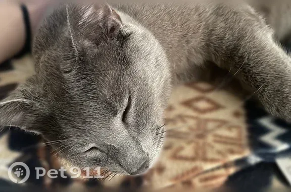 Пропала кошка, Альпийский, д. 6, Санкт-Петербург — пугливая, белое пятнышко на хвосте - photo