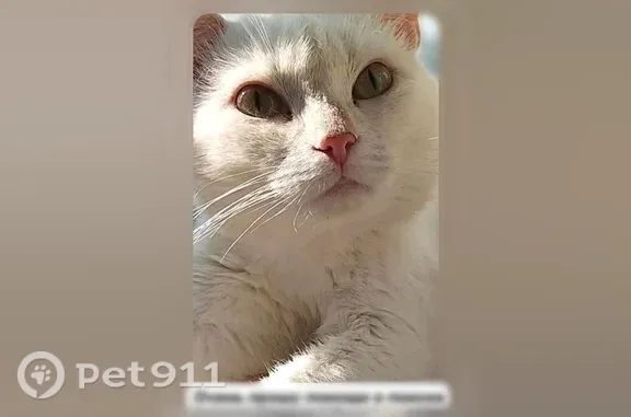 Пропала кошка, Железногорск, Первомайская, д. 4 — выбежала - photo
