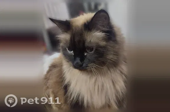 Пропала кошка, Академика Павлова, д. 16, Красноярск — чёрная мордочка и ушки - photo