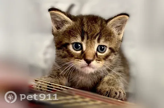 Найдена кошка, Воронеж, фото: Кошка ищет дом, Воронеж — котёнок-мальчик, игривый и нежный