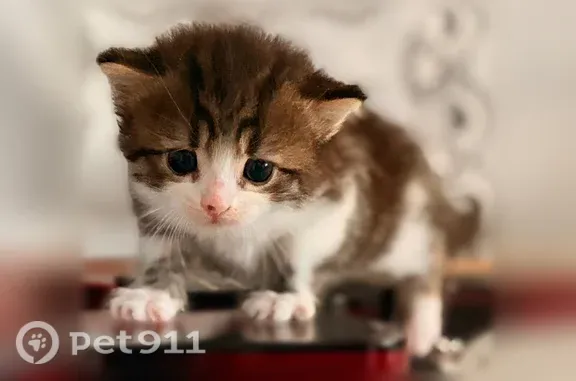 Найдена кошка, Воронеж, фото: Кошка ищет дом, Воронеж — котёнок-мальчик, игривый и нежный