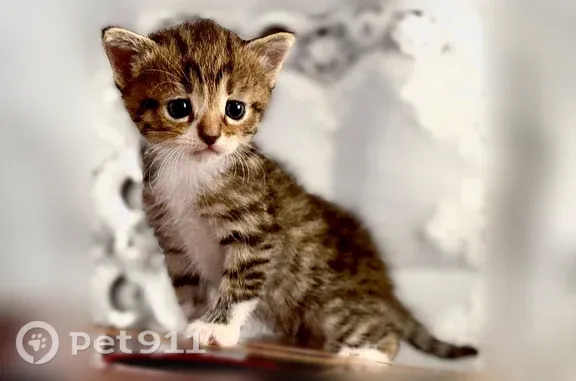 Найдена кошка, Воронеж, фото: Кошка ищет дом, Воронеж — котёнок-мальчик, игривый и нежный
