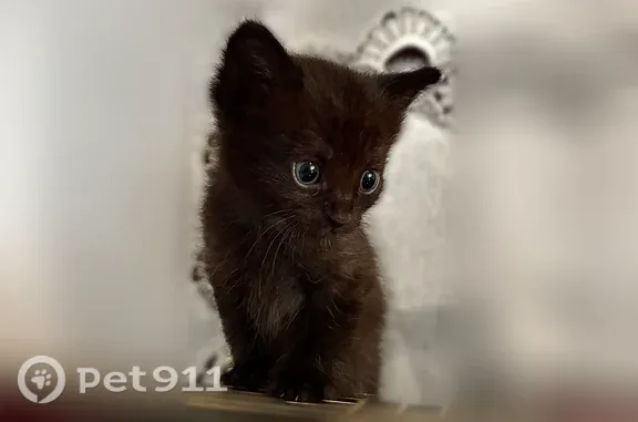 Найдена кошка, Воронеж, фото: Кошка ищет дом, Воронеж — котёнок-мальчик, игривый и нежный