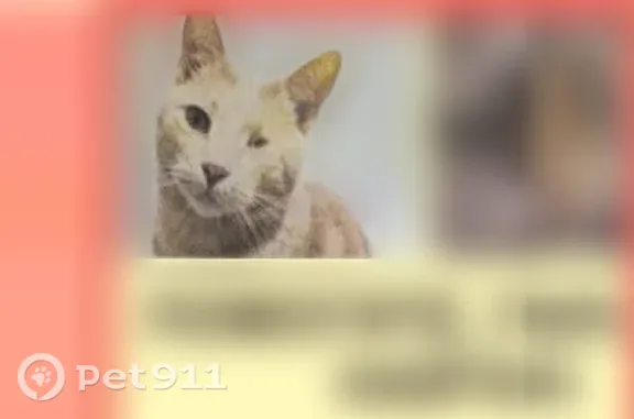 Пропала кошка, Керчь — в серой шлейке, кремово-рыжий окрас, нет левого глаза - photo