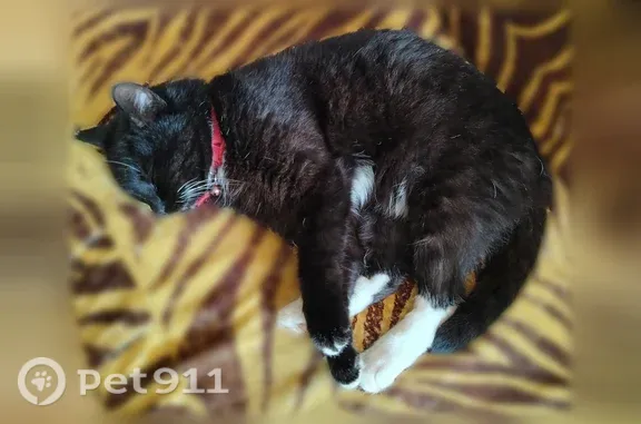 Пропала кошка, Дзержинского, д. 62, Киров — черная с белой манишкой - photo