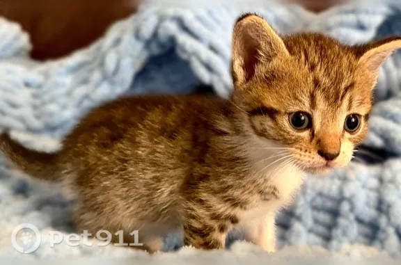 Найдена кошка, Воронеж, фото: Кошка ищет дом, Воронеж — девочка, игривая и нежная