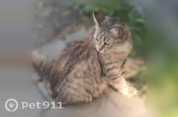 Найдена кошка, Краснодар, фото: Найдена кошка, Краснодар, им. Максима Горького — камышовый окрас, пушистенькая