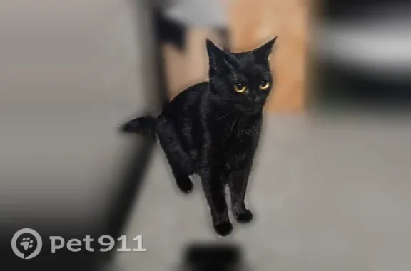 Пропала кошка, Волгоград, Калининградская, д. 10 — чёрная, 6 лет, не крупная - photo