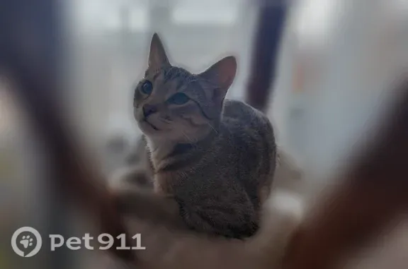 Пропала кошка, Жуковского, д. 43, Сызрань — пугливая, может шипеть и рычать - photo