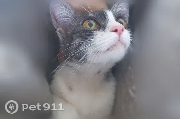 Найдена кошка, Новокуйбышевск, фото: Кошка ищет дом, Новокуйбышевск, Победы, д. 20А — ласковая, контактная