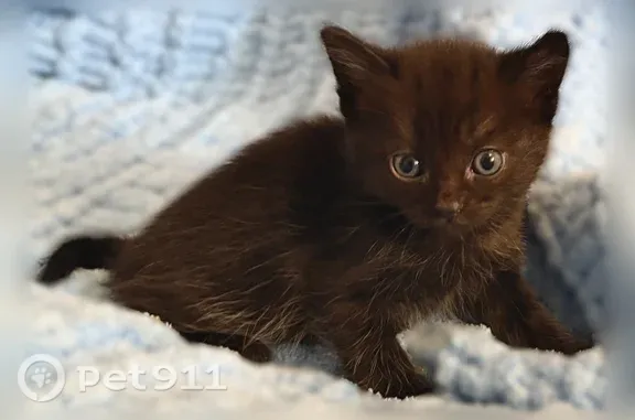 Найдена кошка, Воронеж, фото: Кошка ищет дом, Воронеж — котёнок-девочка, игривая и нежная