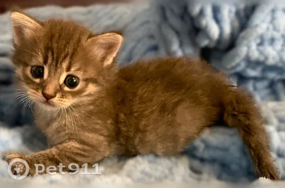 Найдена кошка, Воронеж, фото: Кошка ищет дом, Воронеж — котёнок-девочка, игривая и нежная