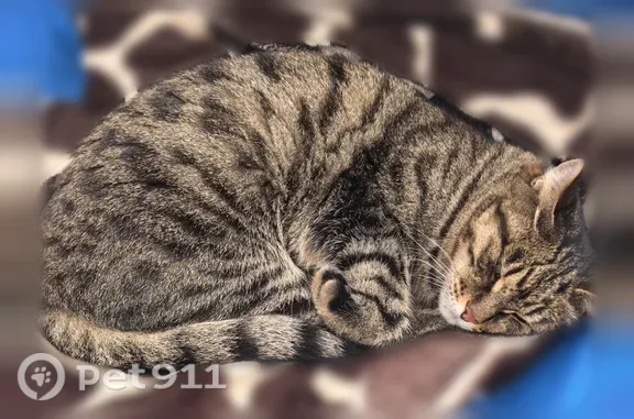 Кошки потеряшки, Хужир, фото: Потеряшка кошка, Хужир