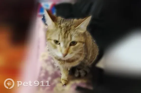 Пропала кошка, Тольятти, Саратовская, д. 8 — полосатая, в левом ухе буква S - photo