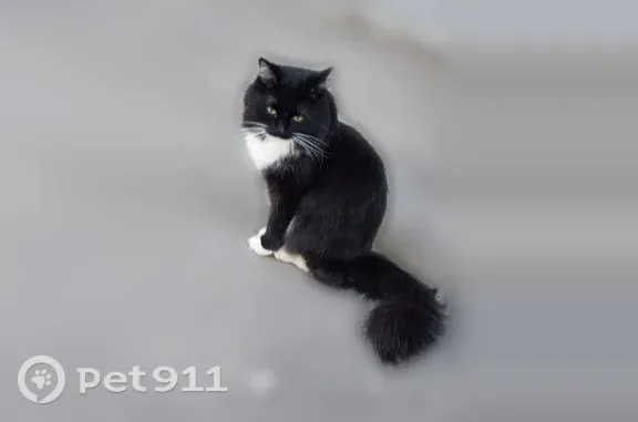 Найдена кошка, Саратов, фото: Найдена кошка, им Лебедева-Кумача В.И., Саратов — ласковая, ручная