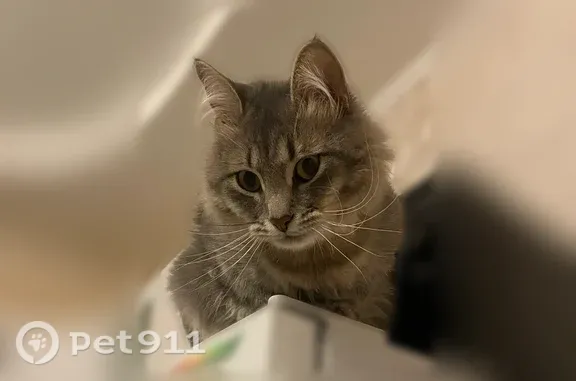Пропала кошка, Звенигород, Ветеранов, д. 10 3 — очень напуган, откликается на кличку - photo