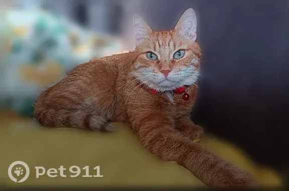 Пропала кошка, Электросталь, Мира, д. 32 — рыжий домашний кот с красным ошейником и бубенчиком - photo
