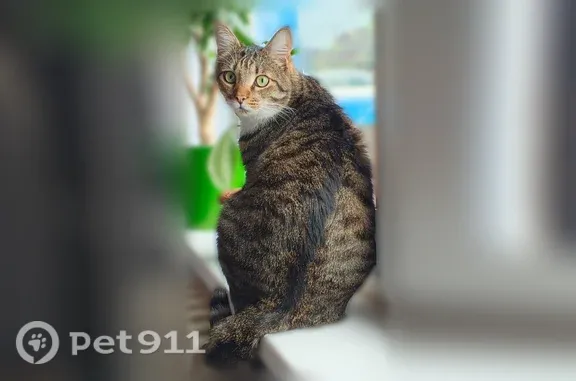 Пропала кошка, Елизово, Белорусская, д. 39 — белые носочки и грудка, зелёные глаза - photo