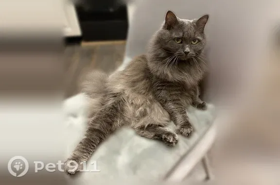 Пропала кошка, Тимуровцев, Тюмень — серая, пушистая - photo