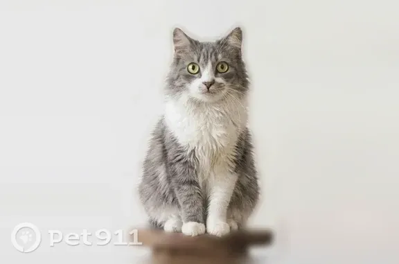 Пропала кошка, Санкт-Петербург, Науки, д. 45 2, Санкт-Петербург — глаза желто-зеленые, ласковая - photo
