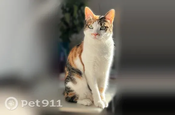Пропала кошка, Звёздный проезд, д. 29, Лангепас — не ко всем людям идет - photo