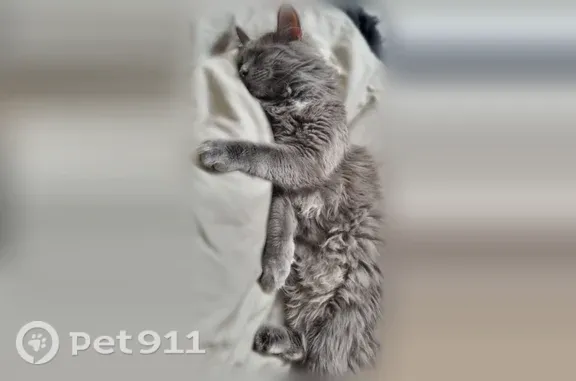 Пропала кошка, Набережная Леонова, д. 32, Балаково — серая шубка, белое пятно на груди - photo