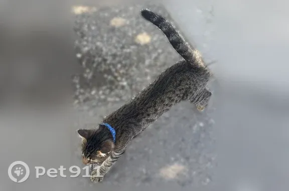 Найдена кошка, Павлова, д. 32, Нальчик — синий ошейник, худенькая, маленькая - photo