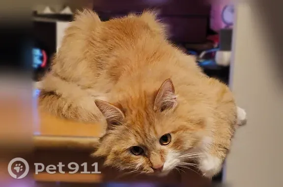 Пропала кошка, Никитская, д. 65, Киров — выпал из окна вместе с сеткой, рыжий - photo