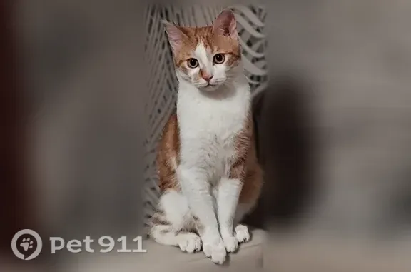 Пропала кошка, Белоозёрский — рыжий с белым окрас - photo