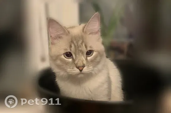 Пропала кошка, Район Советский (г Брянск), Советская, д. 9, Брянск — длинные усы, большие глаза - photo