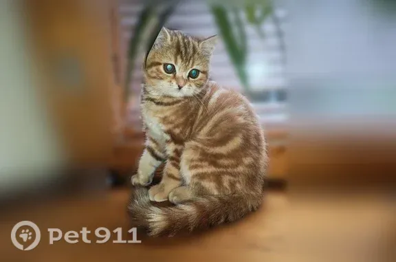 Пропала кошка, Иваново, 6-й Чкалова — рыжая с полосками, шотландская - photo
