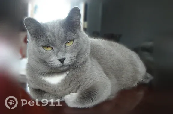 Пропала кошка, Кемерово, Молодежный, д. 6а — серый окрас, британская, 17 лет - photo
