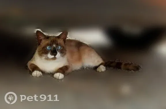 Найденные животные Голицыно, фото: Найдена кошка, Голицыно, Коммунистический, д. 5 — молодой котик, голубые глаза, кремовый корпус
