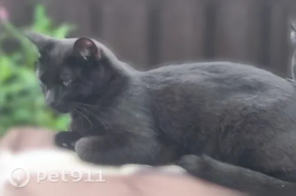 Кошки потеряшки, Домодедово, фото: Потеряшка кошка, Домодедово, Новое Заборье, д. 560 — чёрный кот, добрый, идёт на контакт