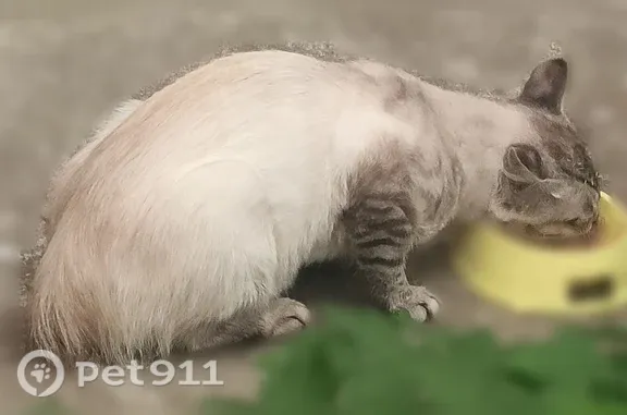 Найденные животные Кострома, фото: Найдена кошка, Кострома, Клубничная, д. 9 — очень разговорчивая, бежевый окрас