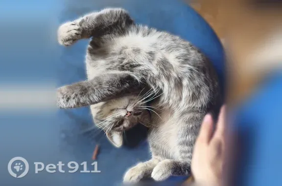 Пропала кошка, Благовещенск, Комарова, д. 7/3 — серая, с чёрными и белыми полосками - photo
