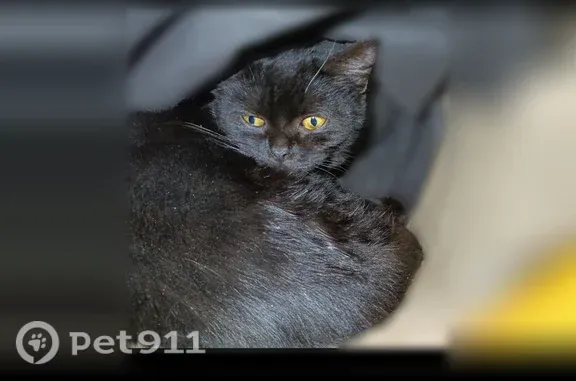 Пропала кошка, Щигры, Советская, д. 13 — чёрная кошечка-подросток Дашка - photo