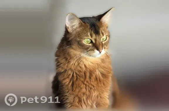 Кошки потеряшки, Москва, фото: Потеряшка кошка, Москва — породы самалийка, рыжая с пушистым хвостом