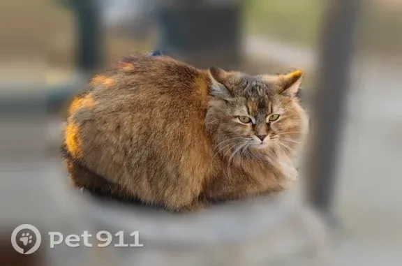 Кошки потеряшки, Домодедово, фото: Потеряшка кошка, Домодедово — черепаший окрас, взрослая