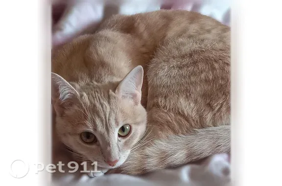 Кошки потеряшки, Челябинск, фото: Потеряшка кошка, Район Ленинский (г Челябинск), Трубников, д. 25, Челябинск — добрый ласковый, отзывается на имя Сэм
