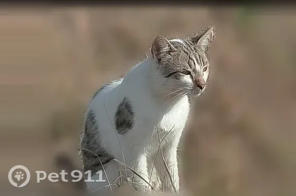 Пропала кошка, Рабочая, Донецк — бело-коричневая полосатая, 4,3 года - photo