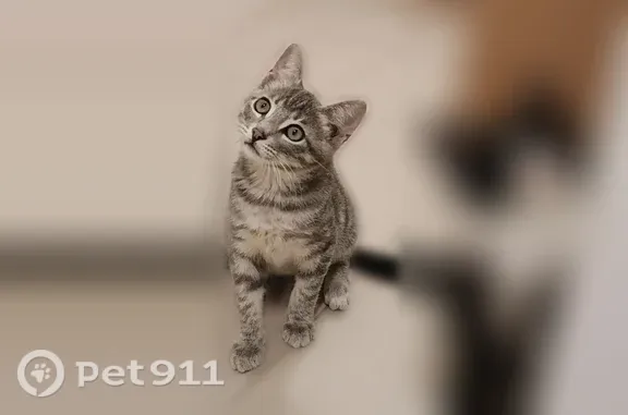 Найдена кошка, Свердлова, Ярославль — котята: полосатый мальчик и черно-белая кошечка - photo