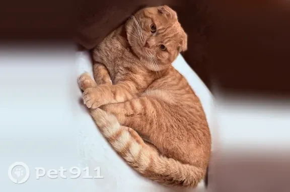 Пропала кошка, Аул Адыге-Хабль, Подгорная — рыжего окраса, боится незнакомых людей - photo