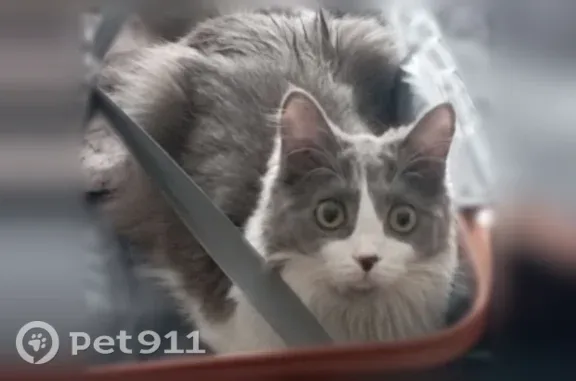 Кошки потеряшки, Воркута, фото: Потеряшка кошка, Воркута, Суворова, д. 30/4 — Муся, спокойная домашняя, дружелюбная