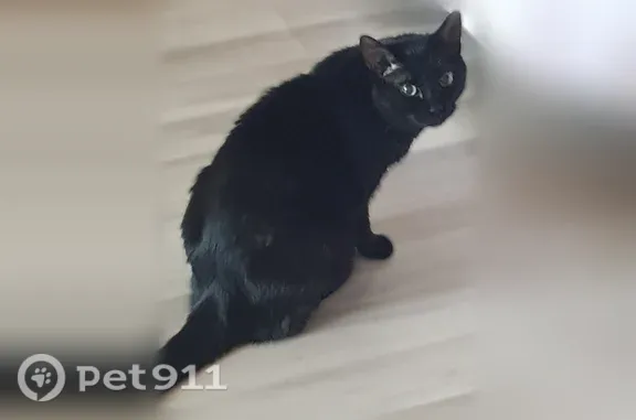 Кошки потеряшки, Йошкар-Ола, фото: Найдена кошка, Йошкар-Ола, Лебедева, д. 41 — чёрная, кастрированная, приучена к лотку