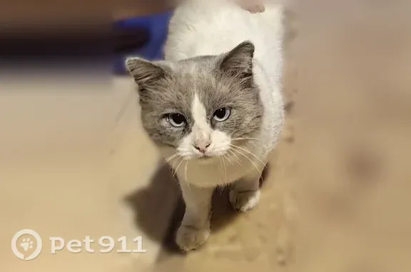 Найдена кошка, Киров, фото: Найдена кошка, Деревня Малые Серовы, Гармонная, д. 5, Киров — породистая, была домашней