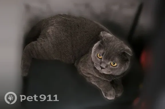 Пропала кошка, Озёры, Ленина, д. 236к — вислоухий шотландец, дымчатый окрас - photo